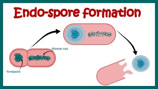 Endospore formation in bacteria  Structure of endospore  endospore forming pathogenic bacteria [upl. by Rawna264]