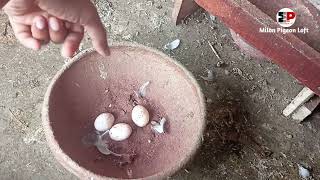 অল্প খরচে দেশি কবুতর পালন পদ্ধতি  Deshi Kobutor Palon Bangladesh milonpigeonloft kobutor pigeon [upl. by Dranyam284]