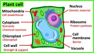 Learn all about plant cells in 2 MINUTES 🌱  Easy science video [upl. by Ashli]