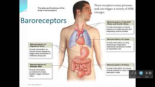 Autonomic Nervous System Sensory Receptors [upl. by Eikcim]