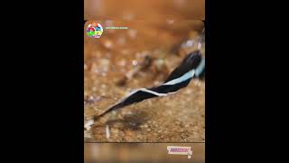 Dragon tail green dragontail butterfly Lamproptera meges MostDifferentAnimals ShortVideo [upl. by Wendin468]