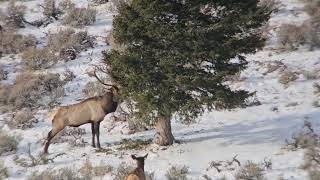 Coming soon an Idaho elk hunt [upl. by Rochelle]