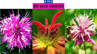 Bee Balm Varieties A to Z [upl. by Durno]