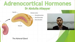 Adrenocortical hormone Physiology محاضرة الجزء الاول [upl. by Nawak]