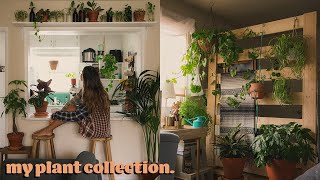 plant tour 🌿 my houseplant collection [upl. by Nauht]