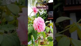 Bishop Castle Rose rosegarden rose shortsviral tinyhouse tipsberkebun [upl. by Adnof]