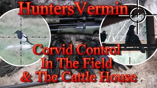 Air Rifle Hunting Corvid Control In The Field And The Cattle House [upl. by Ellemac]