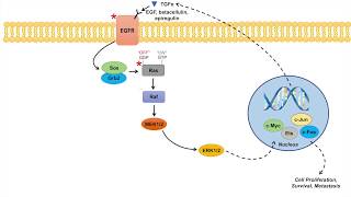 Ras Raf MAPK Pathway and Cancer  Mutations Cancer Pathogenesis and Chemotherapy [upl. by Schoenberg884]