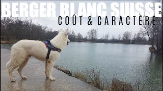 AVOIR UN BERGER BLANC SUISSE  Coût amp Caractère [upl. by Ixel]