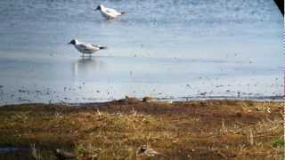 Stribet Ryle ved Ishøj Strand i maj 2012MOV [upl. by Fiore]