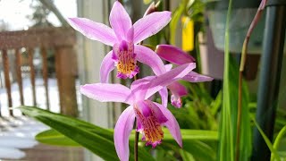 又到白芨兰开花的时候了 Bletilla Striata [upl. by Wenn]