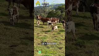 Como funcionan las Prostaglandinas empresariosdelcampo ganaderia soyganadero agvsaludanimal [upl. by Najar217]