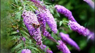 Buddleia hardwood cuttings [upl. by Haven]