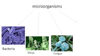 Bacteria viruses and fungi [upl. by Faythe]