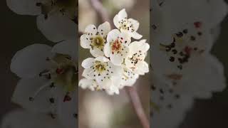 🌹☆⁶ •⁷ Willowleaved Pear Pyrus salicifolia in Rose Family Rosaceae [upl. by Row]