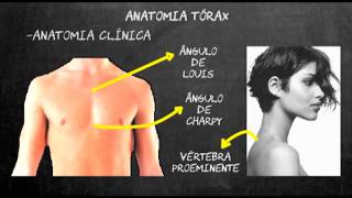 Semiologia médica pulmonar  Parte1 [upl. by Nayar493]