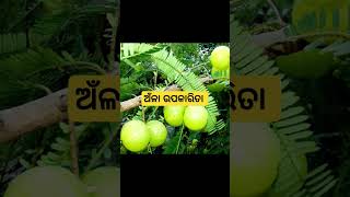 Amla benefits odiahealthtips lalimahealthodia [upl. by Deckert]