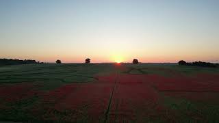 Harlestone Poppies [upl. by Moriarty]