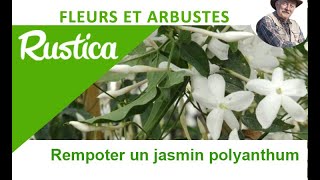 Le jasmin blanc dhiver Jasminum polyanthum [upl. by Lasiaf]