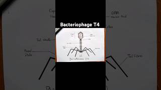 Easy bacteriophage T4 diagram [upl. by Sergius]