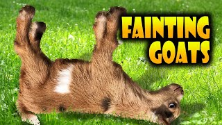 Top 40 Fainting Goats Very Funny Compilation 🐐😂 Goats Fainting Videos [upl. by Moretta428]