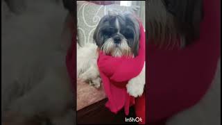 Challan ho gya😭comedy funnysupportmelikesubscribeshihtzucutenessdog petsytytshortsfun [upl. by Burl]