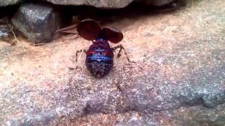 Mountain Katydid Hugh Johnson [upl. by Clarkson542]