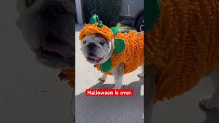 The first and last Halloween costume of 2023 😑😆 bulldog englishbulldog costume halloween [upl. by Sarad685]