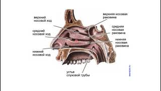 Тыныс алу жүйесі Мұрын қуысы сыртқы мұрын анатомиясы Cavitas nasi  easy anatomy [upl. by Kelsi943]