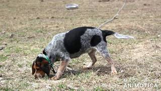 RIVER STYX OLIVIA  Bluetick Beagle [upl. by Sirovart]