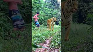 best meeting    ￡ lionhunters tiger animals wildlife nature forest preytrestv [upl. by Esaj]