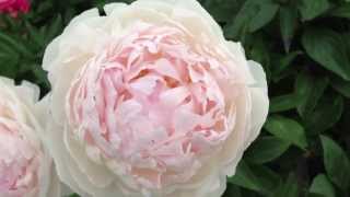 Peony La Lorraine  wwwpeonyshopcom [upl. by Nilra880]