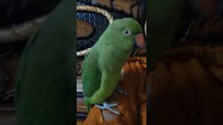 Green parrot talking bolne wala mitthu parrot tranig time [upl. by Bascomb743]