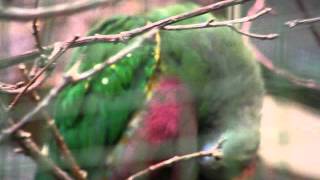 Ptilinopus magnificus puella in Weltvogelpark Walsrode [upl. by Ennairod]