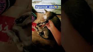 Jangan pegang ma duet funny greenscreen shorts kucing cat shorts [upl. by Innad445]