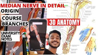 Median nerve anatomy course and branches  median nerve 3D anatomy  median nerve anatomy in hindi [upl. by Llebasi481]