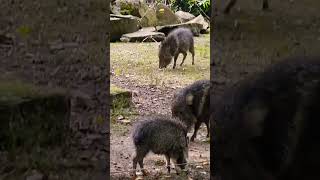 Chacoan Peccaries Please subscribe thanks😃 zooplanckendael mechelen belgium mskepo [upl. by Meensat]