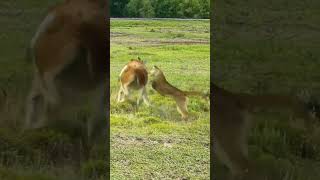 Alpaca vs Jaguar Wild Animals at Close Range Animal Combat Power Competition [upl. by Arnuad]