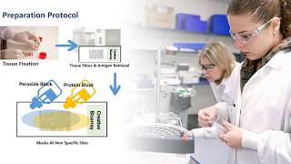 Immunohistochemistry IHC [upl. by Anewor790]