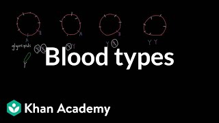 Blood types  Human anatomy and physiology  Health amp Medicine  Khan Academy [upl. by Giardap574]