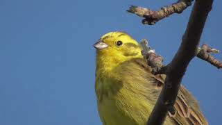 Goldammer singt  Natur [upl. by Alleinnad]