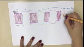 Resumo Fosforilação Oxidativa [upl. by Lillith645]