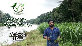 Learn about plants 3 Name of the Plant UzhinjaValli Uzhinja Indravalli [upl. by Ali]