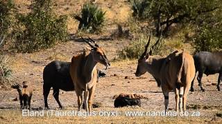 Eland at Klopperfontein waterhole Kruger Park [upl. by Ydneh]