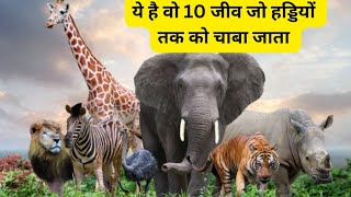 Sabse Tej kaatne wala जानवर facts animals [upl. by Cirenoj]