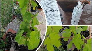 Planting Seedless Grape Roots in Pots HIMROD variety [upl. by Eelyam]