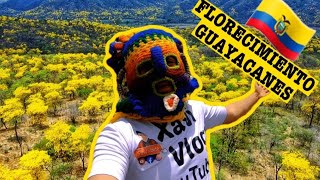 IMPRESIONANTE🤩 MANGAHURCO El último PUEBLO MAGICO del Ecuador🇪🇨 FLORECIMIENTO GUAYACANES😍🌻🇪🇨 [upl. by Englis]