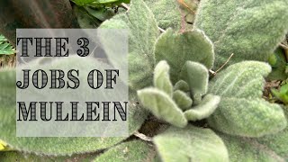 COMPLETE Guide to Mullein  Medicinal Use and Growing Guide  Herbal Spotlight [upl. by Gaddi725]