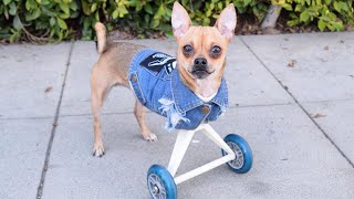 Tiny Puppy Loves to Speed Around on His Wheels [upl. by Freedman15]