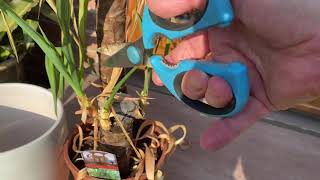 How to revive Yucca an almost dead houseplant Yucca [upl. by Leind]